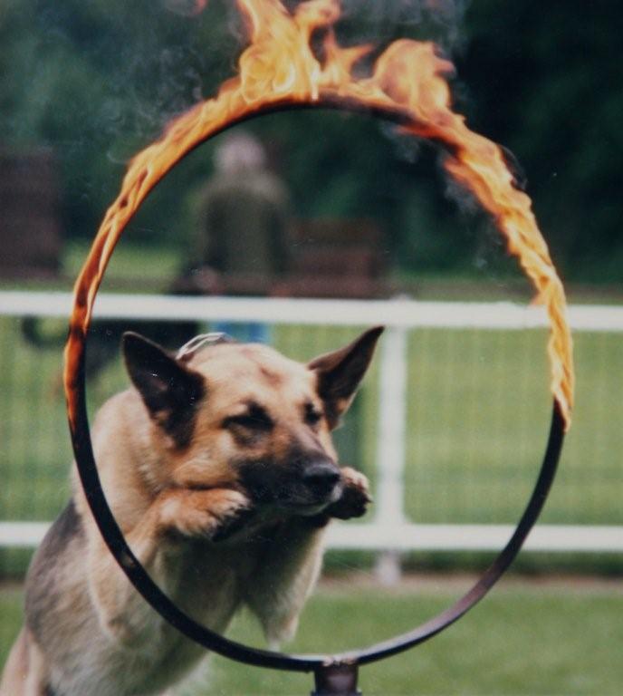 Peggi durch Feuerreifen